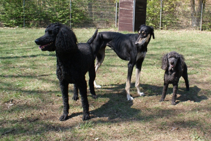 Hanka, Mitraa, Evi